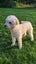Miniature Poodle and Toy Poodle Stud Carousel 2