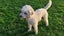 Miniature Poodle and Toy Poodle Stud Carousel 1