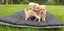 Miniature Poodle and Toy Poodle Stud Carousel 8