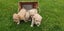 Miniature Poodle and Toy Poodle Stud Carousel 9