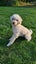Miniature Poodle and Toy Poodle Stud Carousel 4