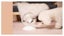 Pet Auto Water Feeder - Pink Carousel 4