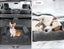 Pawz Pet Calming Bed Dog Protector Sofa Cover Washable Removable Waterproof L Carousel 9