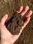 Top Soil Carousel 1