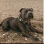 English Staffordshire Bull Terrier - Stud Service Carousel 1