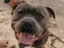 English Staffordshire Bull Terrier - Stud Service Carousel 2
