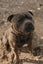 English Staffordshire Bull Terrier - Stud Service Carousel 3