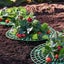 5/10 Pack Strawberry Supports Keeping Plant Fruit Stand Vegetable Growing CHK177 Carousel 3