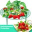 5/10 Pack Strawberry Supports Keeping Plant Fruit Stand Vegetable Growing CHK177 Carousel 7