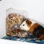 Hamster Rabbit Food Dispenser Feeder Plastic Clear Automatic Pet Feeder F CHK177 Carousel 5