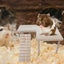 Hamster Toy DIY Installation Play Ground Natural Wood Small Animal Climbi CHK177 Carousel 5
