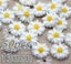9/13/16/22/26mm white daisy flower resin flatback cabochon DIY jewelry ph CHK177 Carousel 7