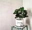 Large 6inch Round Concrete Flower Pot Silicone Mold Succulent Planter Sil CHK177 Carousel 3
