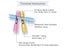 PTN New 200pcs Heat Shrink Butt Wire Connectors Terminals Sale Sale Carousel 8