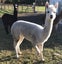Alpaca Carousel 3