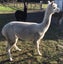 Alpaca Carousel 4