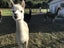 Alpaca Carousel 5