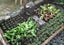 Square Foot Gardening Template Seed Sowing Tool Kit Comes Color Coded Seed Spac Carousel 3