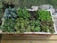 Square Foot Gardening Template Seed Sowing Tool Kit Comes Color Coded Seed Spac Carousel 4
