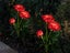 5 X 3LED Solar Powered Garden Decorations Lights Simulation Rose Flower Lamp Carousel 5