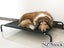 PTN NEW Dog Bed Sale - Sale Sale Carousel 4