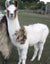 Llama Fleece, 1kg. White with small patch of Appaloosa. Carousel 1