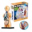 Human Body Model Organs Simple Assembly Learning Tool Kit Carousel 2