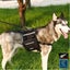 Dog Harness Pack Hound Leash Collars Saddle Backpack *Over Stocked* Carousel 14