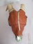 KIWIANA TAXIDERMY SKULL DISPLAY WITH PAUA EYES Carousel 2