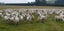 Wiltshire ewe lambs & ewes Carousel 11