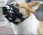 Dog Muzzle Soft Silicone Mouth Mask Anti Bark Brite Dog Training Muzzl Carousel 3