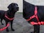 ZEE.DOG Softwalk Harness - LARGE! CORAL! Carousel 3