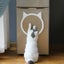 Cat Scratch Board Cat Toy Carousel 5
