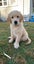 Golden Retriever Stud - Stew Carousel 4