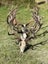 Guided Hunts Carousel 6