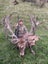 Guided Hunts Carousel 7