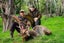 Guided Hunts Carousel 1