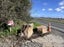 Volcanic Rock / Landscaping Rock for sell Carousel 1