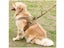 No Pull Dog Harness Clearance - Clearance Carousel 2