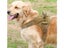 No Pull Dog Harness Clearance - Clearance Carousel 3