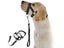 Dog Head Collar NZ Clearance Carousel 3