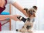 Professional Dog Clippers Cordless Carousel 3