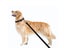 Dog Leash NZ Clearance Carousel 8