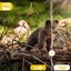 Trail Camera 36MP 1080P 120 Detection Range IP66 Waterproof-2209202 Carousel 14