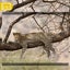 Trail Camera 36MP 1080P 120 Detection Range IP66 Waterproof-2209202 Carousel 15