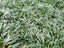 Dwarf Green Mondo Grass 'Nana variety' - Only 89c Per Plant Carousel 3