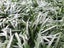 Dwarf Green Mondo Grass 'Nana variety' - Only 89c Per Plant Carousel 4
