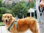 Dog Leash and Harness NZ Clearance Carousel 9