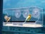 Acrylic Transparent Window Bird Feeder with 3 Suction Cups Carousel 4