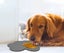 Dog Lick Mat Dog Slow Feeders Mat Paw Gray Carousel 3